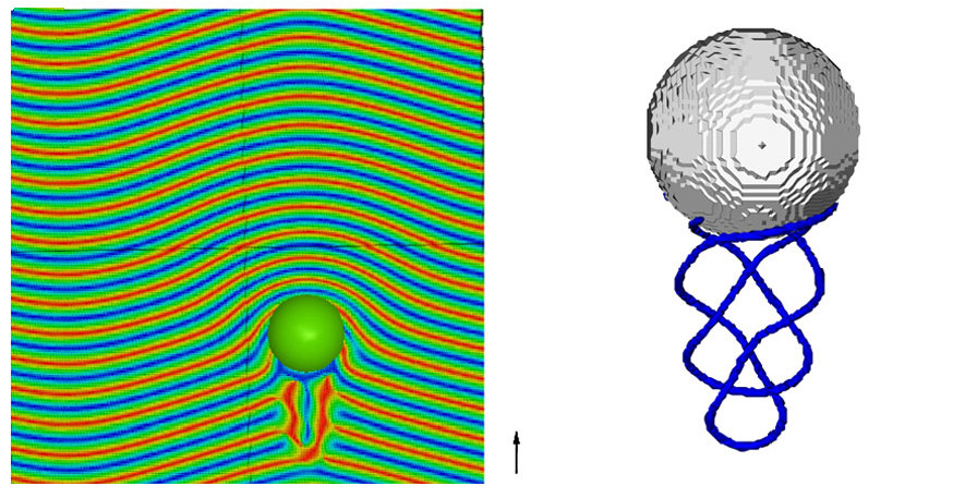 Experimental image and Ludwig simulation snapshots of colloidal particles in a cholesteric liquid crystal